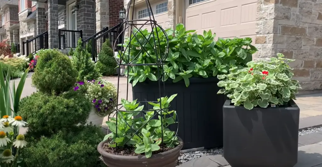 Hydrangea Trees