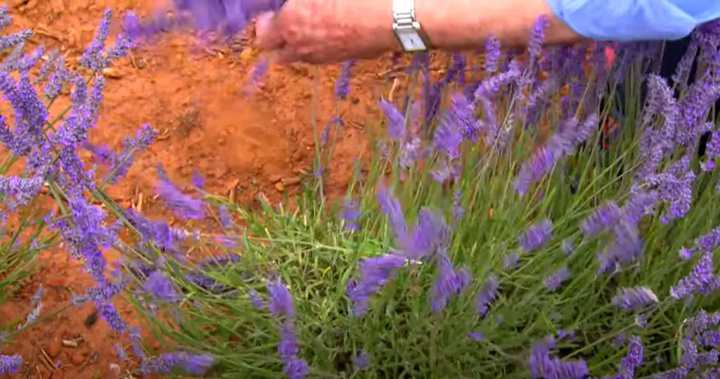 Lavender Bushes With Garden Path