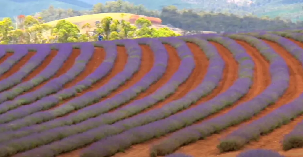 Lavender Shrub Garden