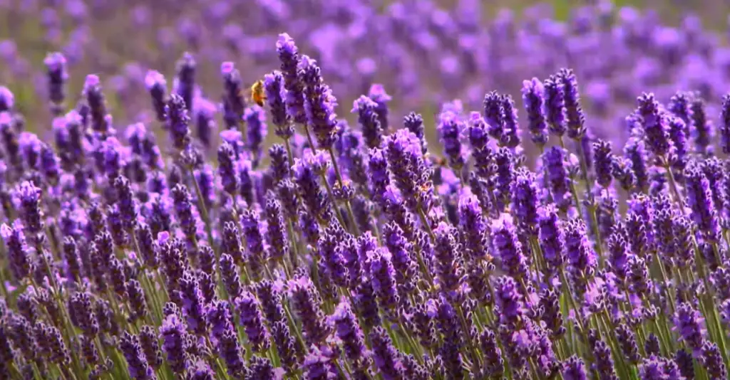 Let Lavender Tumble Over Walls