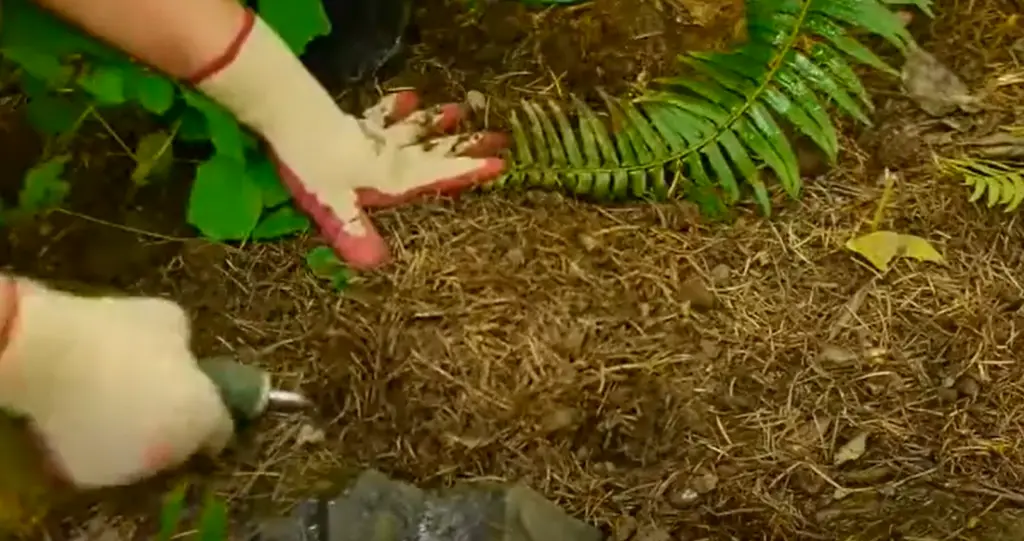 Vertical Fern Gardens