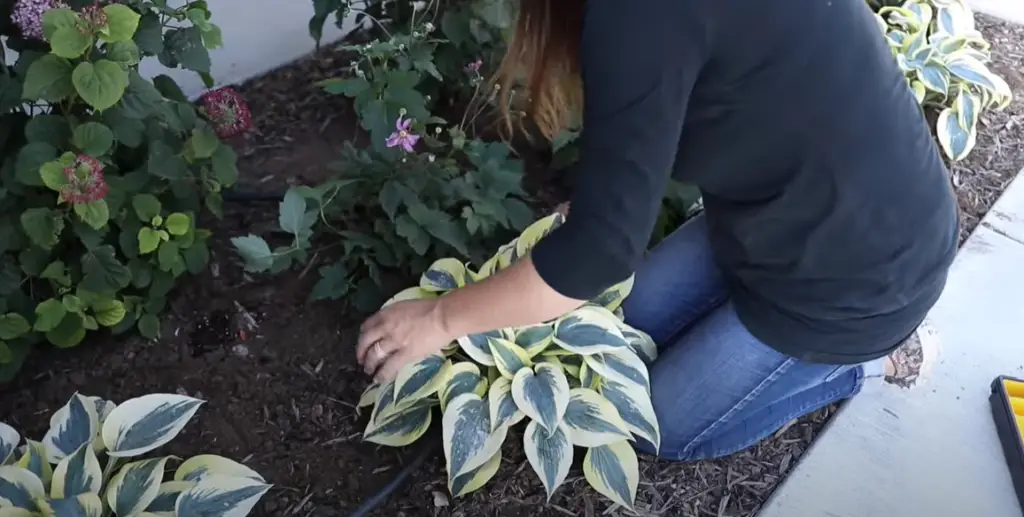 What can I plant around my front porch?