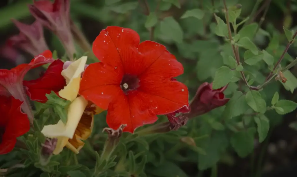 What is a community garden in the UK?