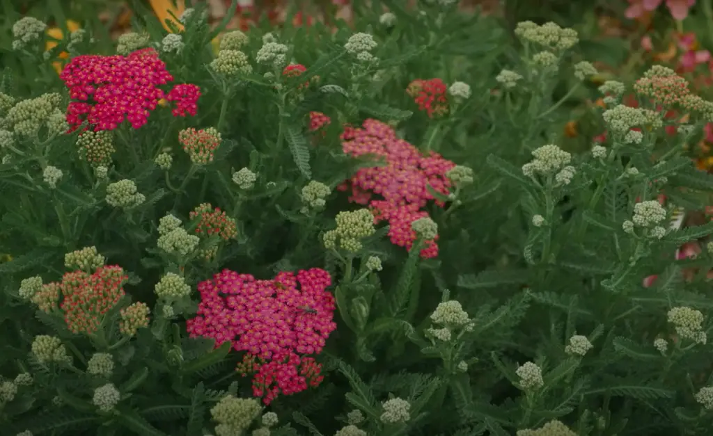 What are community gardens called in England?