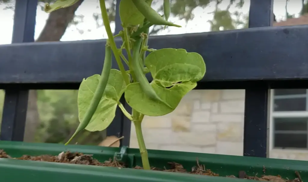 The Benefits of Gutter Gardens