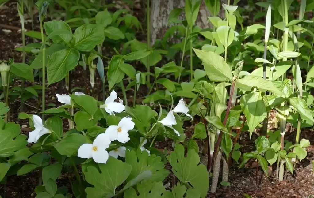 How do you make a spring garden?