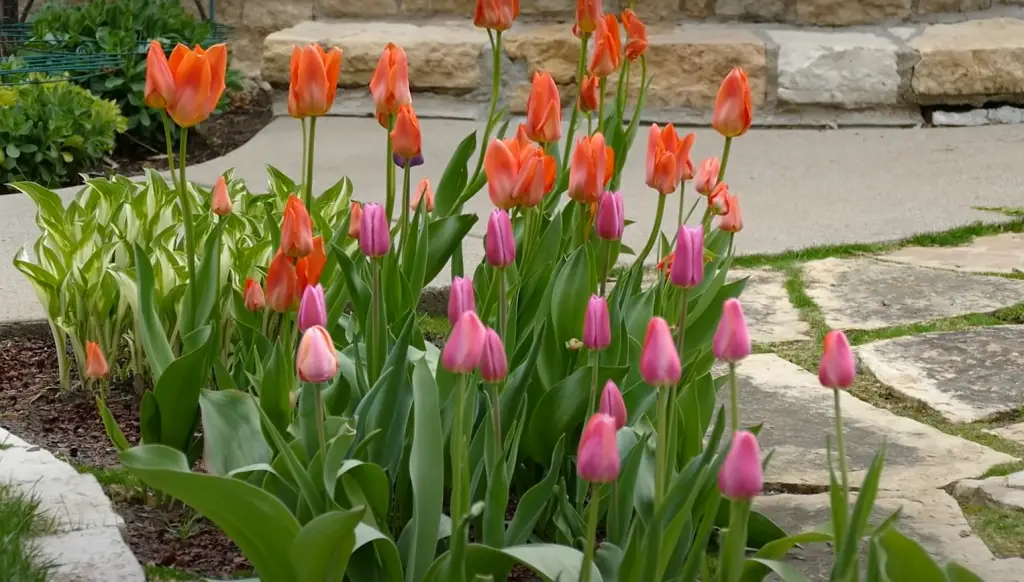 Clean The Flowerbeds