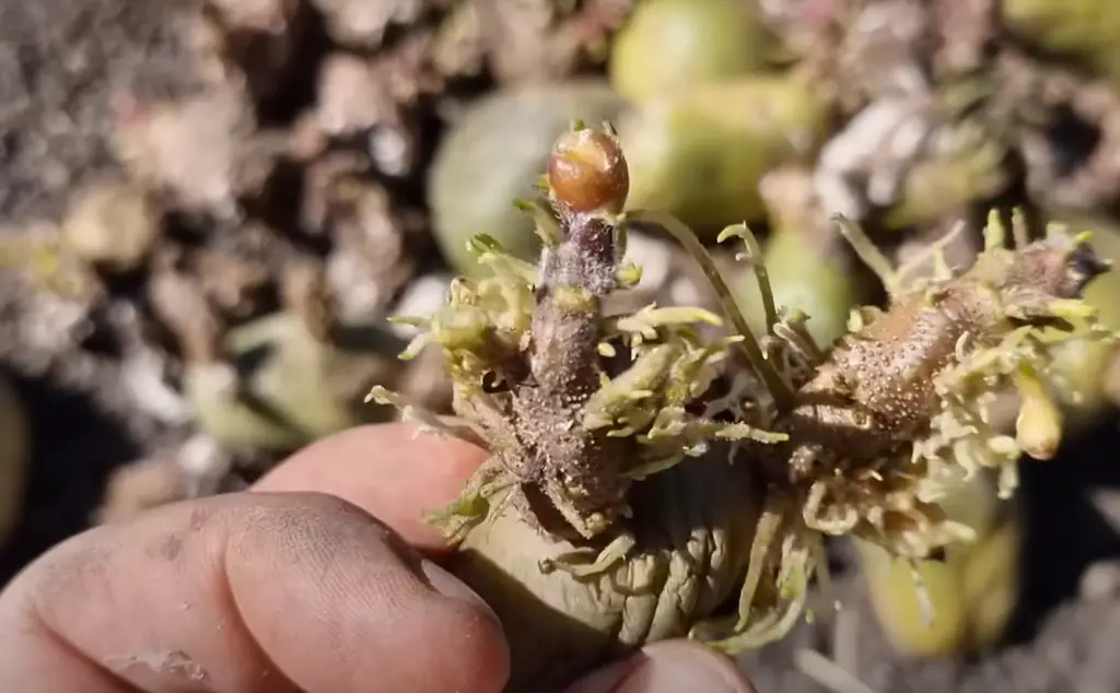 What is the point of a winter garden?