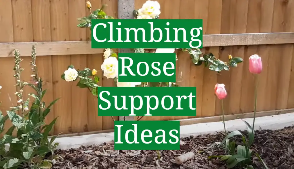 Climbing Rose Support Ideas GardenProfy