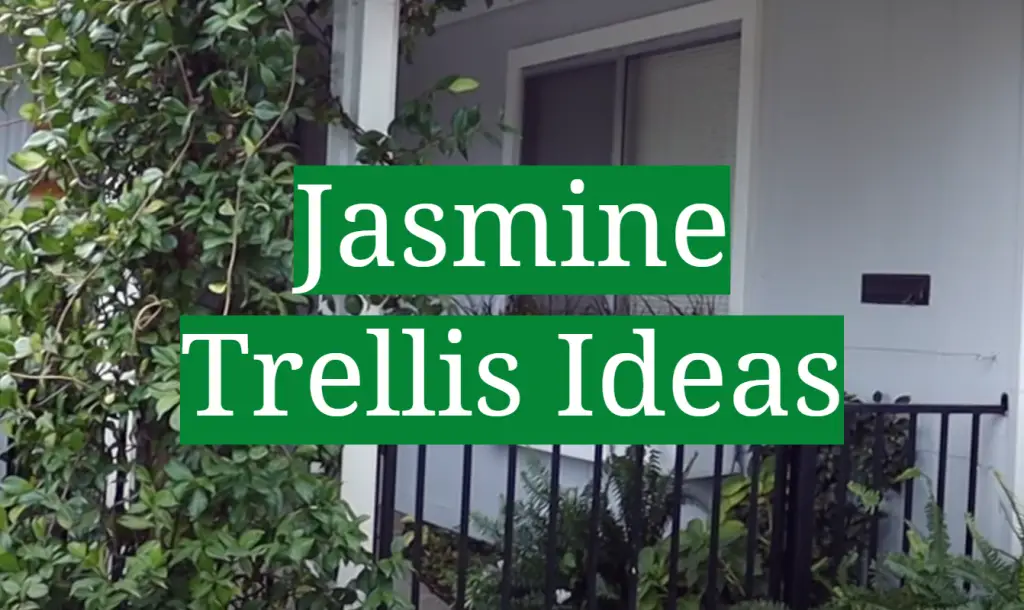 Jasmine Trellis Ideas GardenProfy