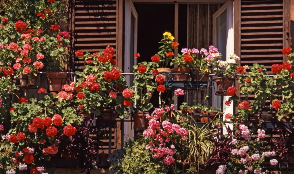 Should I use a trellis for roses?