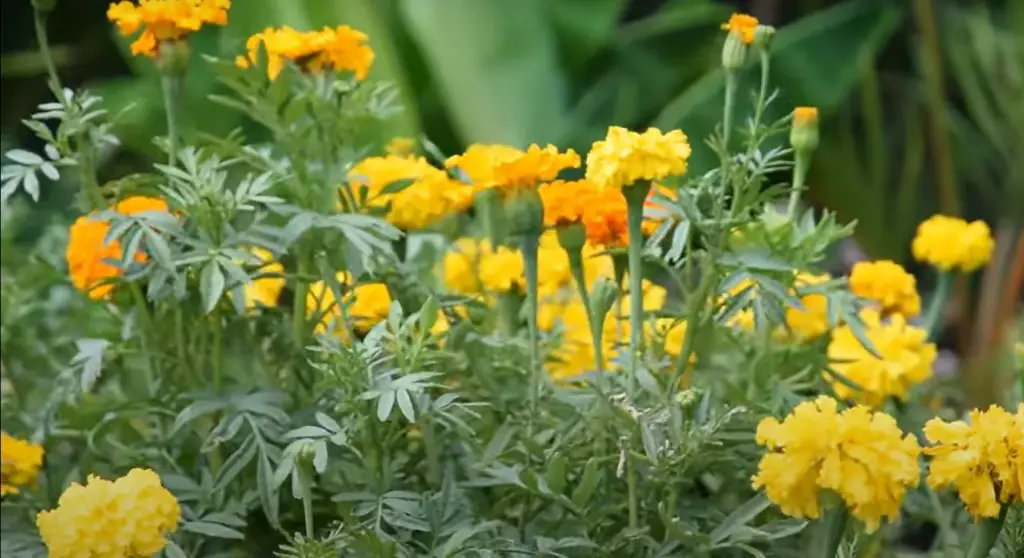 Marigolds Are Easy To Grow