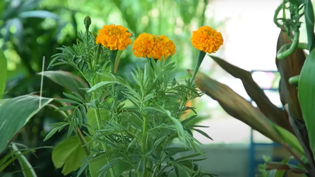 What do marigolds help keep away?