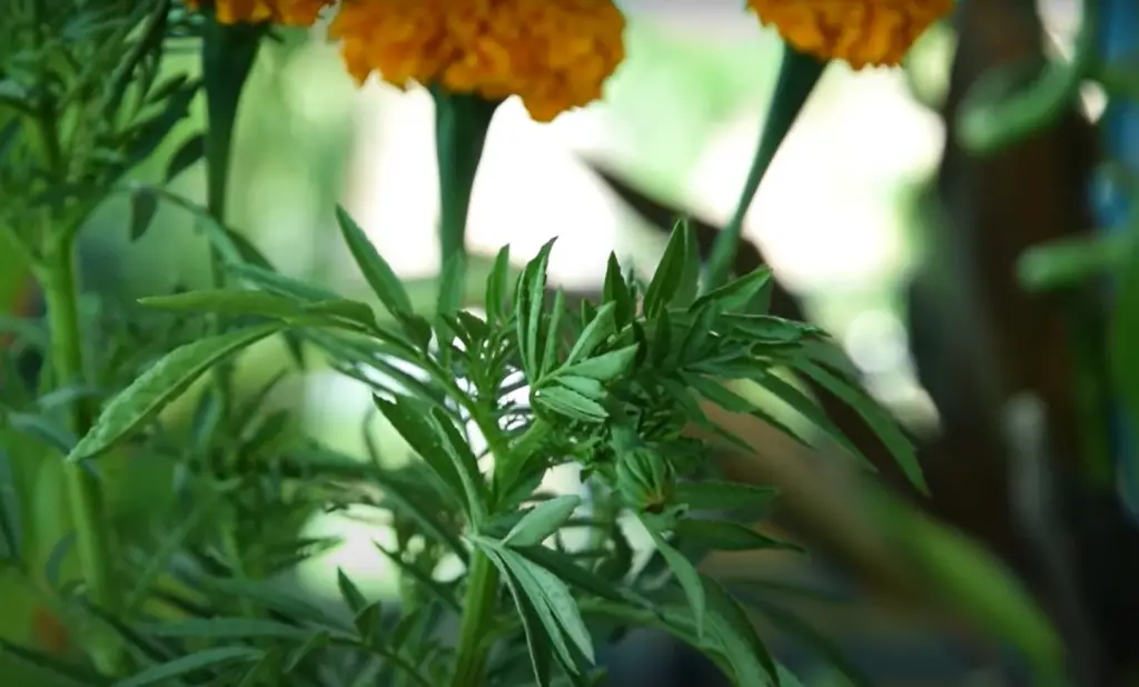What are Marigolds?