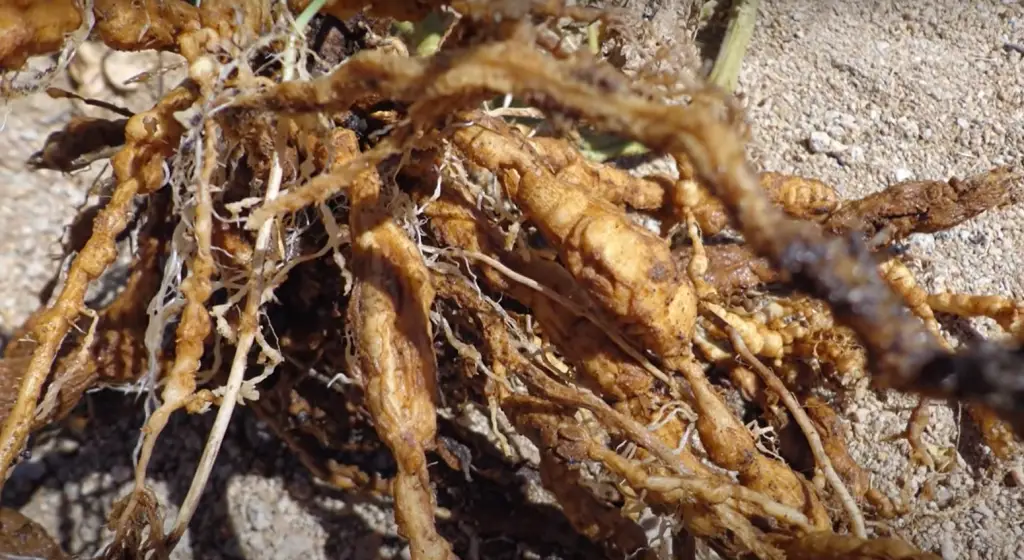 Marigolds May Be an Effective Trap Crop