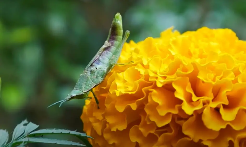 They Can Also Be Dried To Create Longer Lasting Arrangements