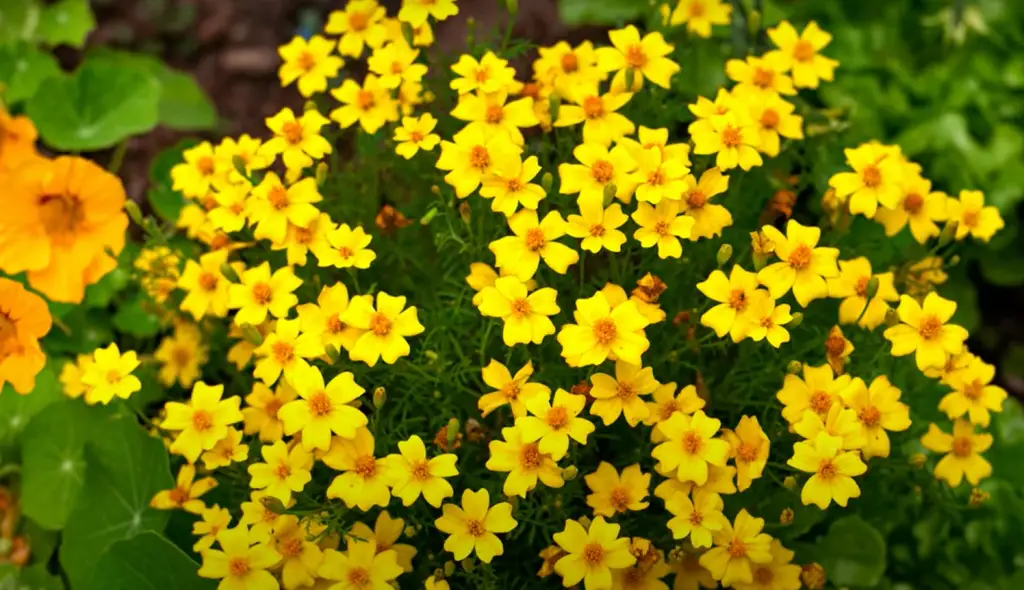 How to maintain Marigolds?