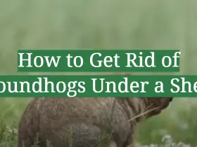 How to Get Rid of Groundhogs Under a Shed?