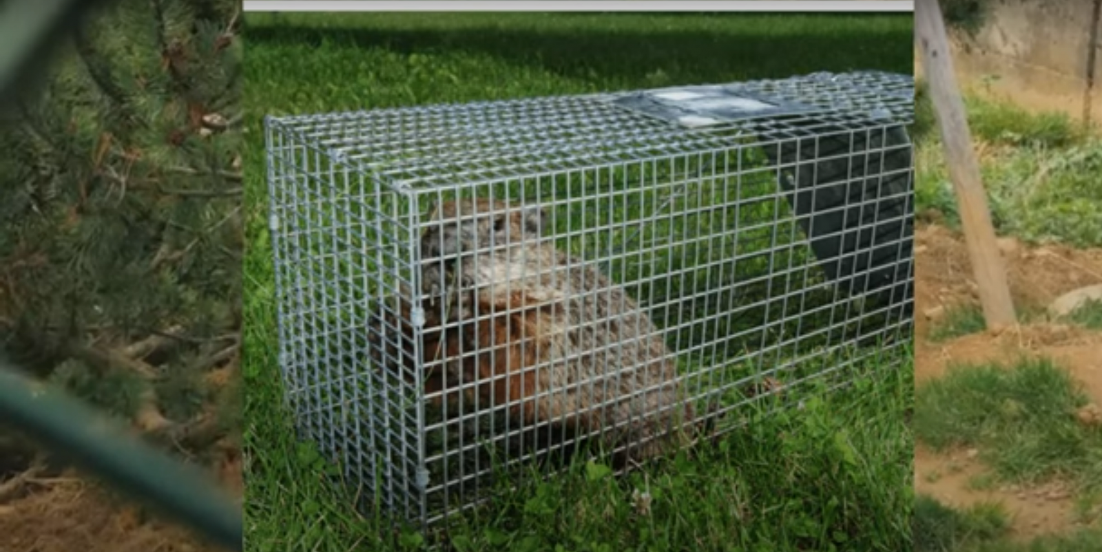 How to Get Rid of Groundhogs Under a Shed? - GardenProfy