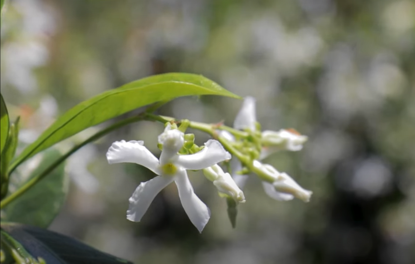 Jasmine Trellis Ideas GardenProfy
