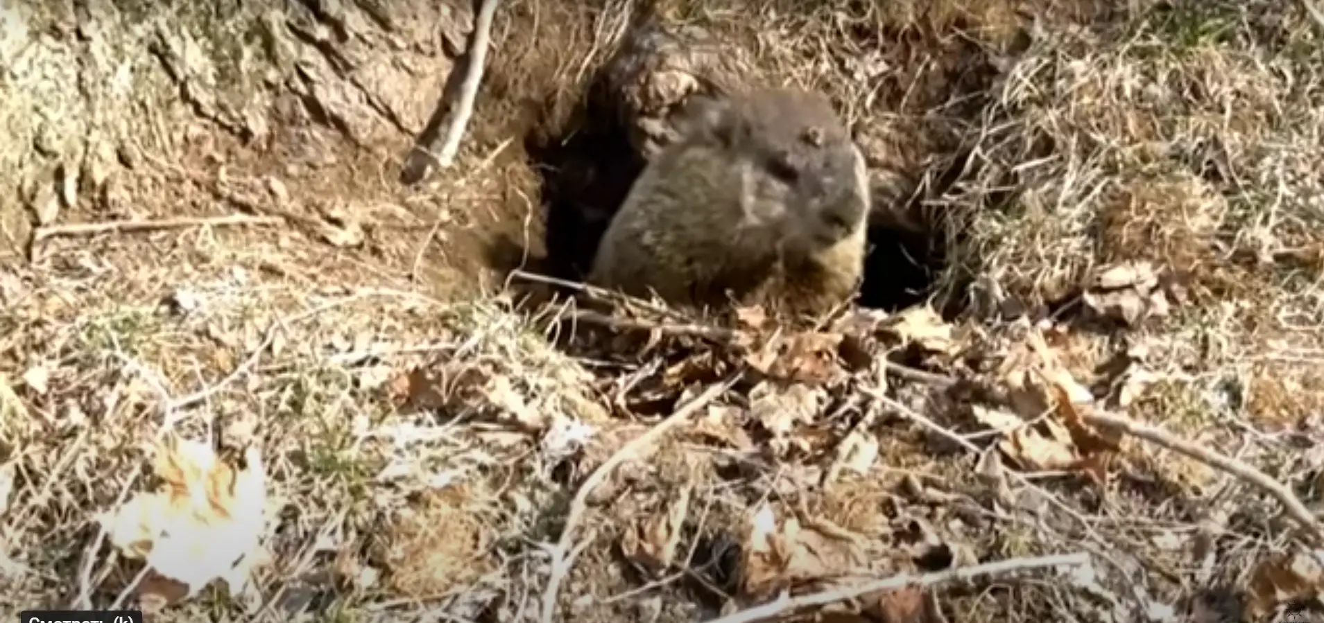 What Are Groundhogs?