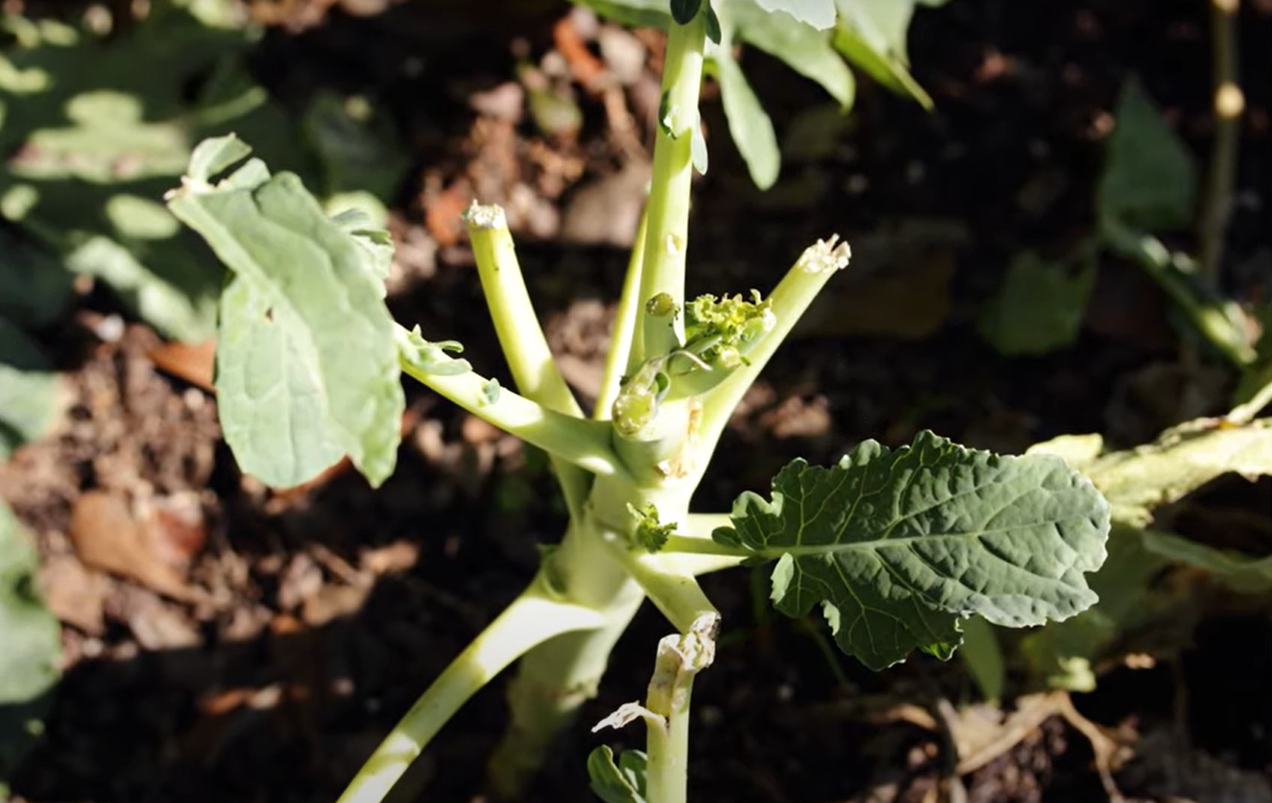 What Do Rats Eat in the Garden? - GardenProfy