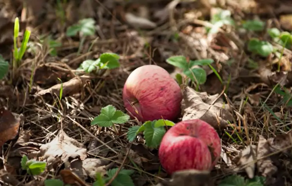 Damage to Fruits and Vegetables