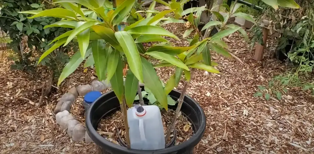 How to Water Garden Without a Hose? GardenProfy
