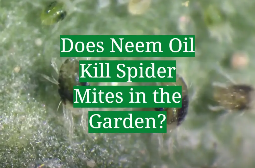 Does Neem Oil Kill Spider Mites in the Garden? GardenProfy