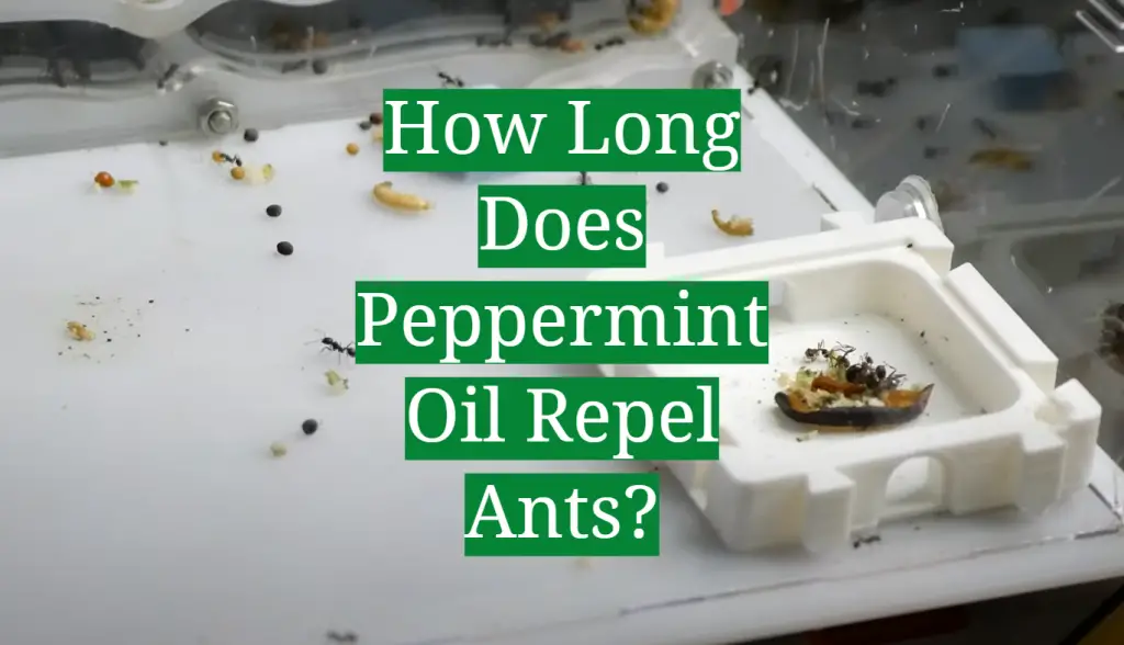 How Long Does Peppermint Oil Repel Ants? GardenProfy