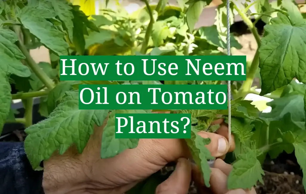 How to Use Neem Oil on Tomato Plants? GardenProfy