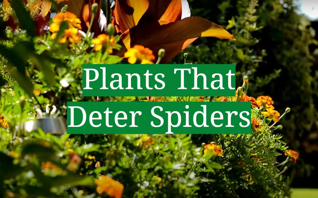 Plants That Deter Spiders - GardenProfy