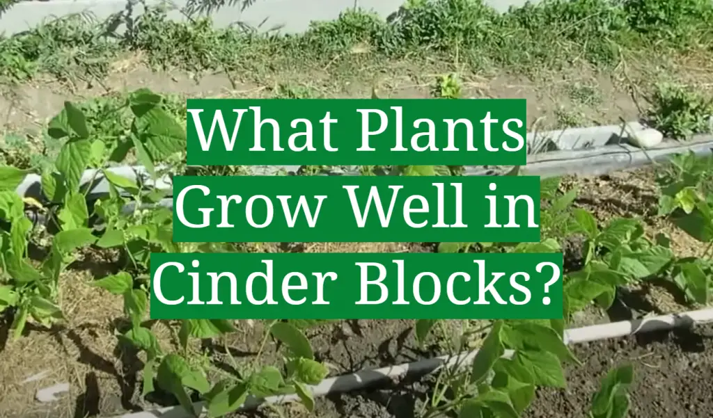 What Plants Grow Well in Cinder Blocks? GardenProfy