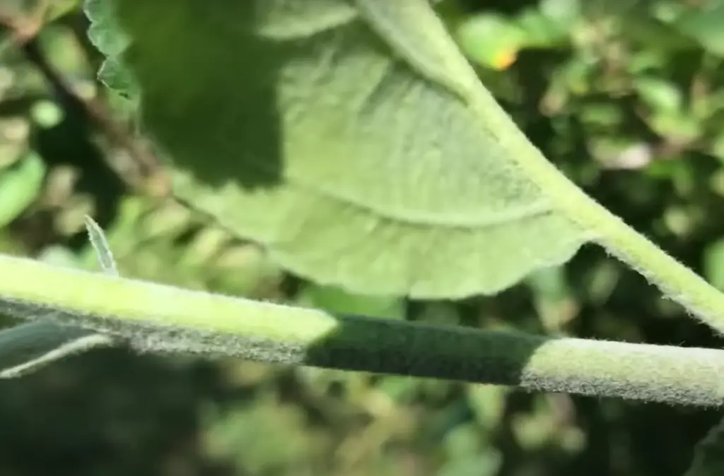 How Do Aphids Typically Reproduce?
