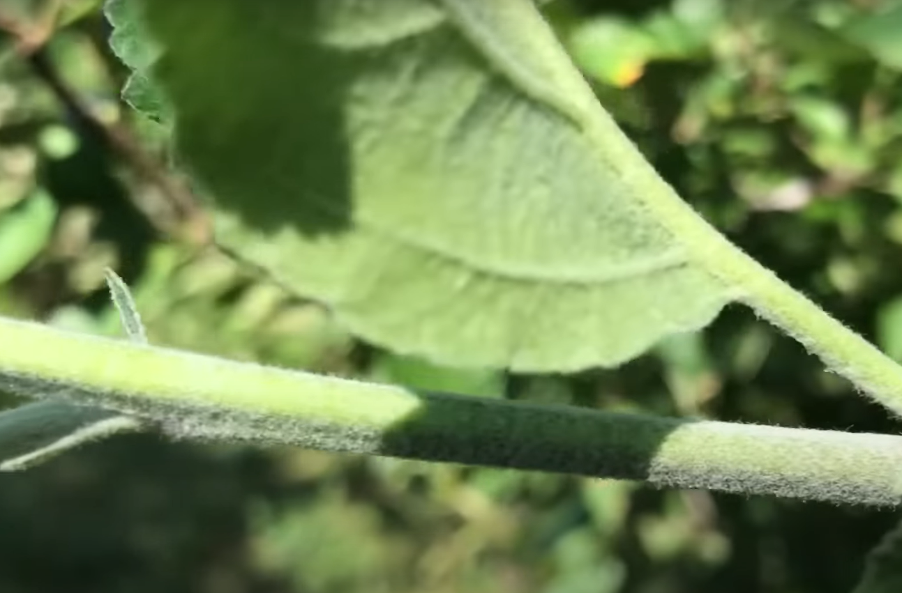 Are Aphids Harmful to Humans? - GardenProfy