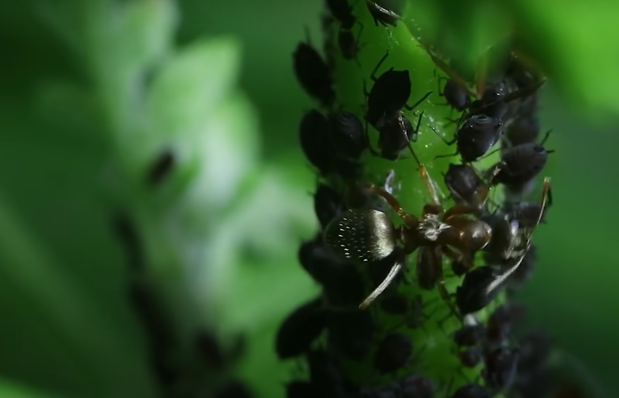 Are Aphids Harmful to Humans? - GardenProfy