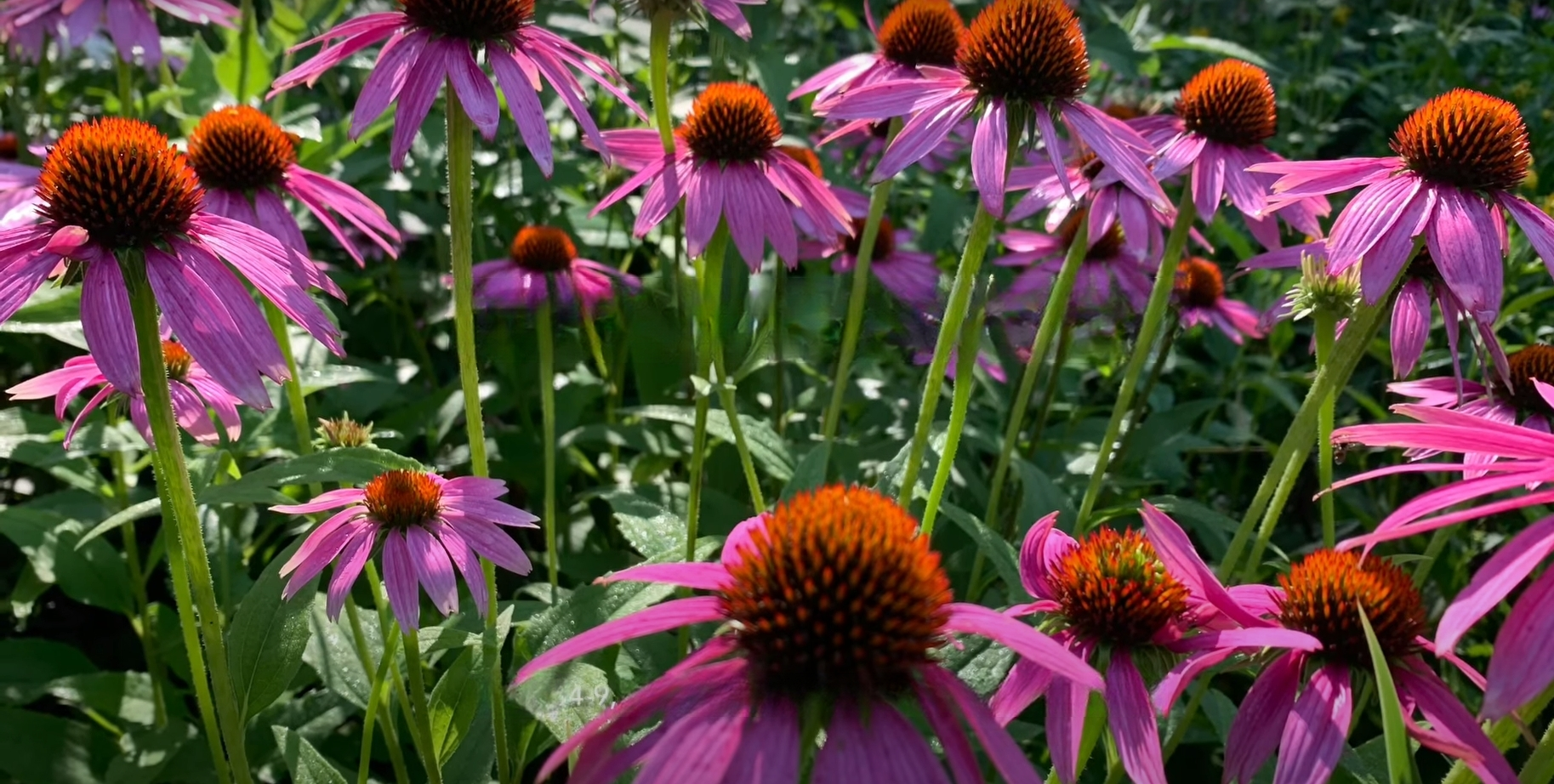 Are Phlox Ground Cover Plants Deer Resistant?