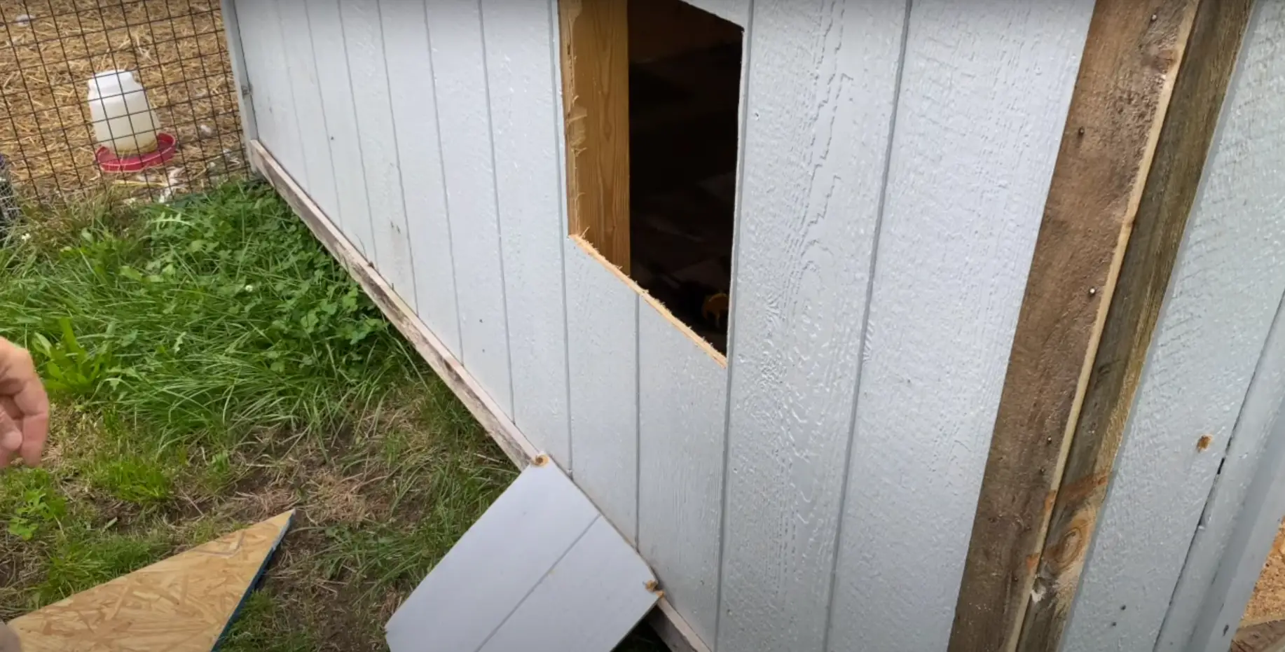 Benefits Of Converting A Shed Into A Chicken Coop