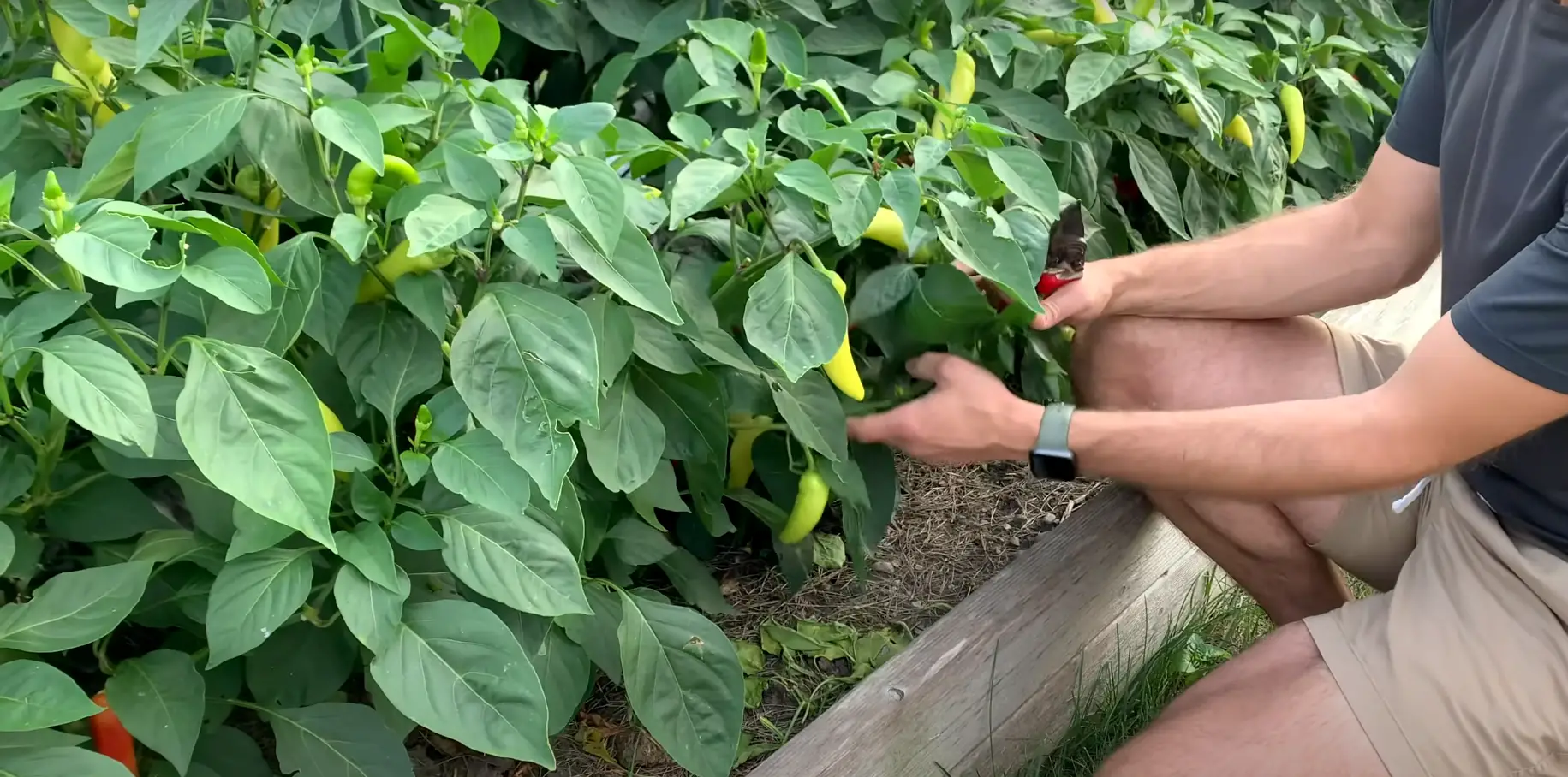 Can You Eat A Green Pepper That Turns Red?