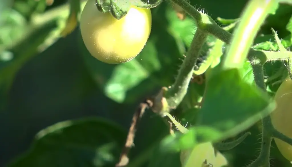 Harvest Tomatoes When Ready