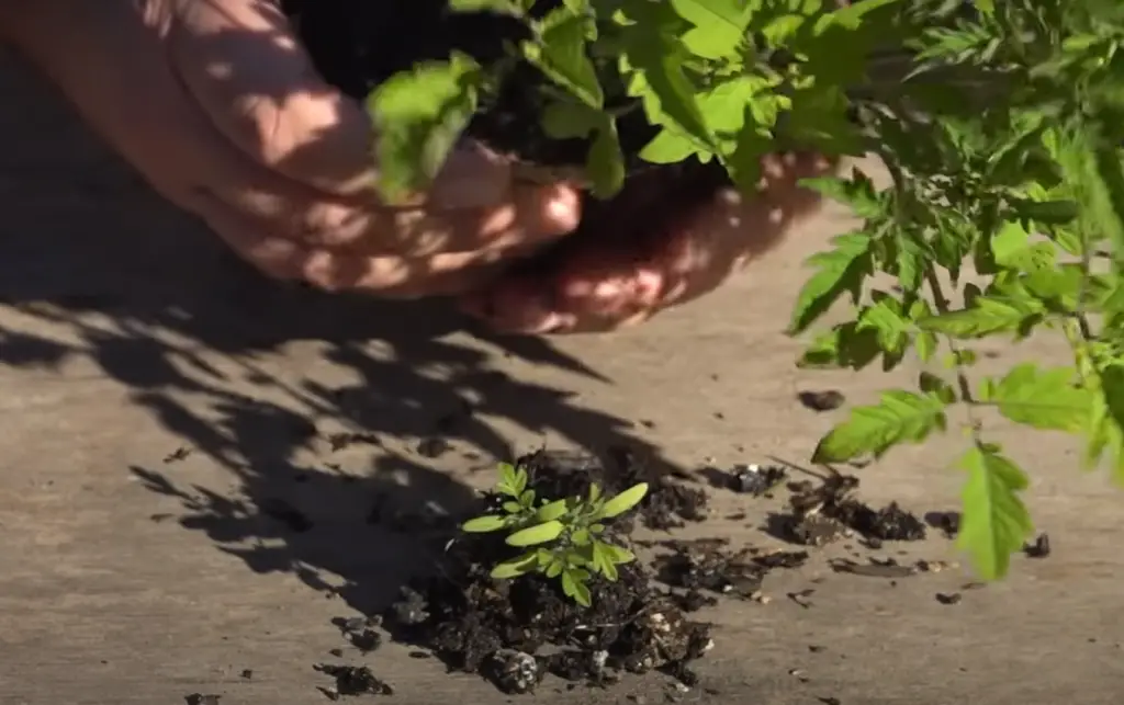 Pay Attention to Watering Needs