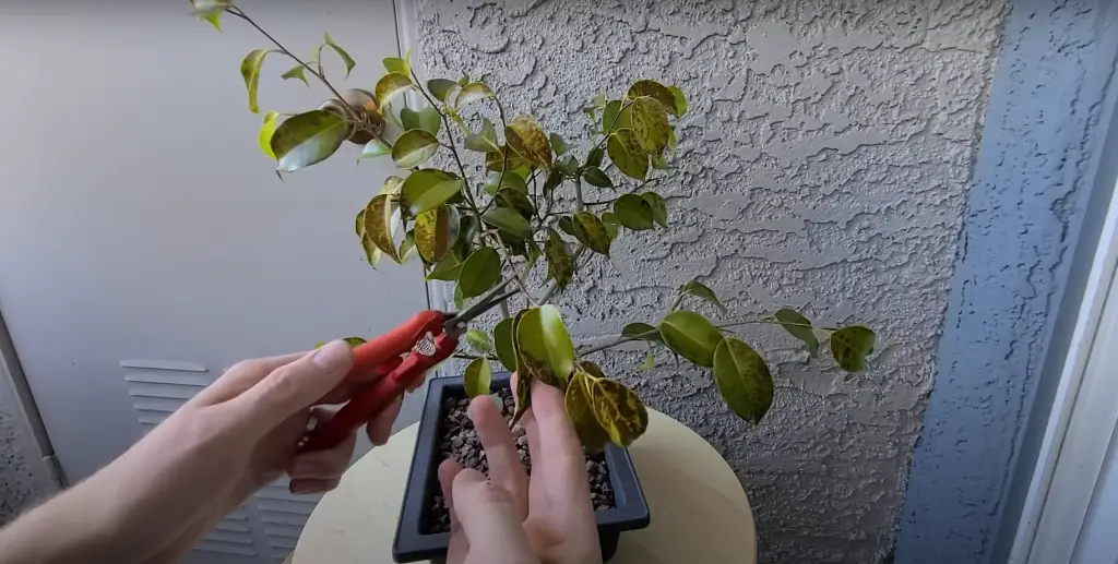 How to Save a Dying Ficus Tree? - GardenProfy