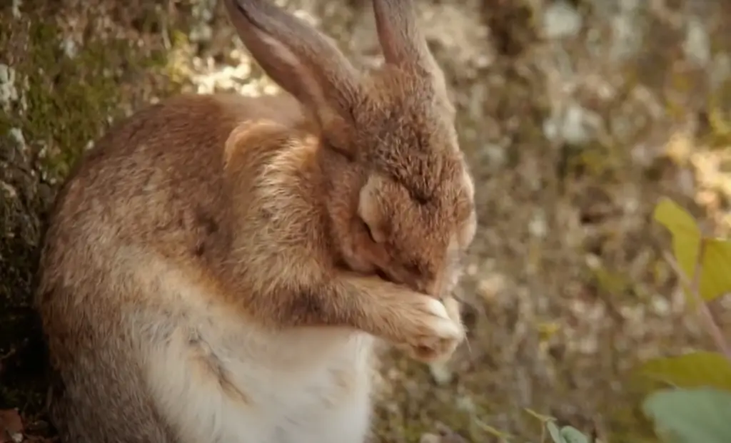 What Do Rabbits Generally Eat?