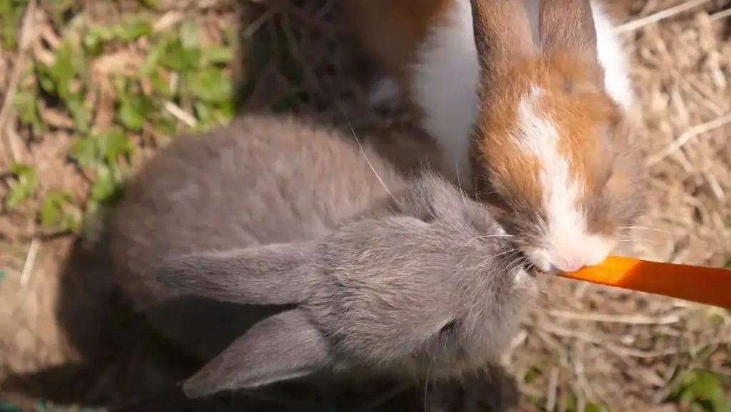 Pros and cons of eating Basil for Rabbits