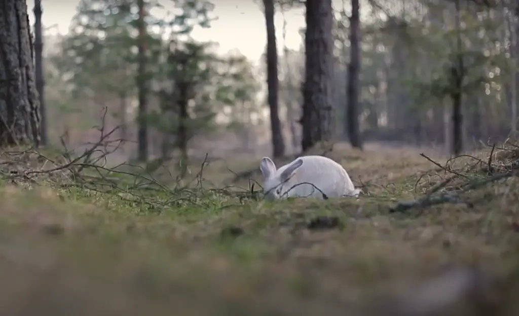 How do I keep my rabbit from eating basil?