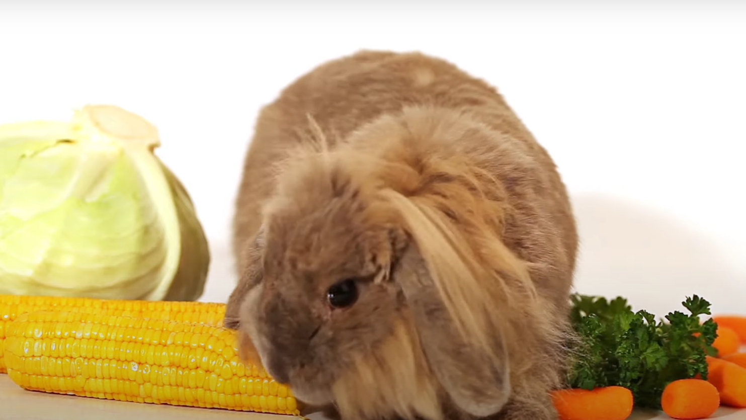Do Rabbits Eat Radishes in the Garden? GardenProfy