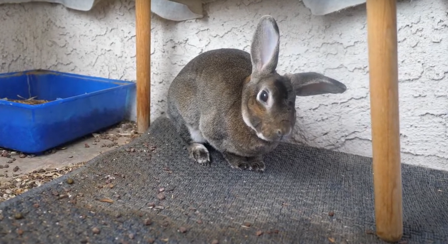 Do Rabbits Eat Radishes in the Garden? GardenProfy