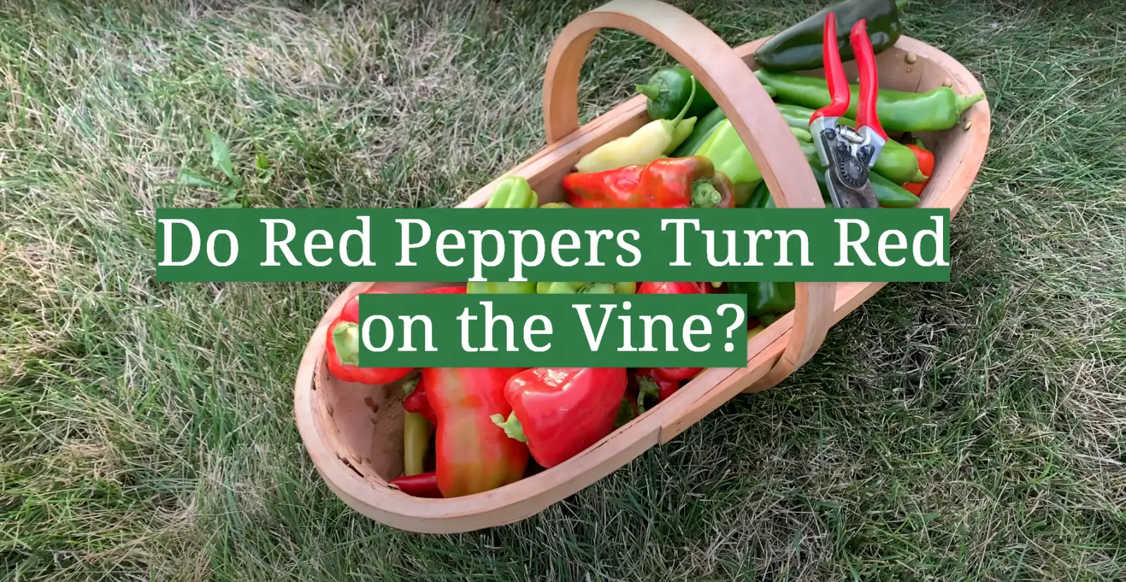 Do Red Peppers Turn Red on the Vine?