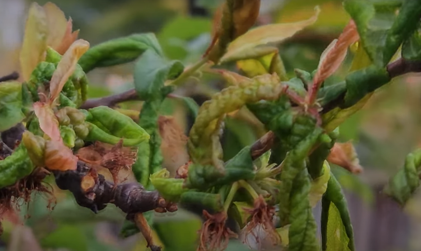 Does Neem Oil Kill Bees in the Garden? GardenProfy