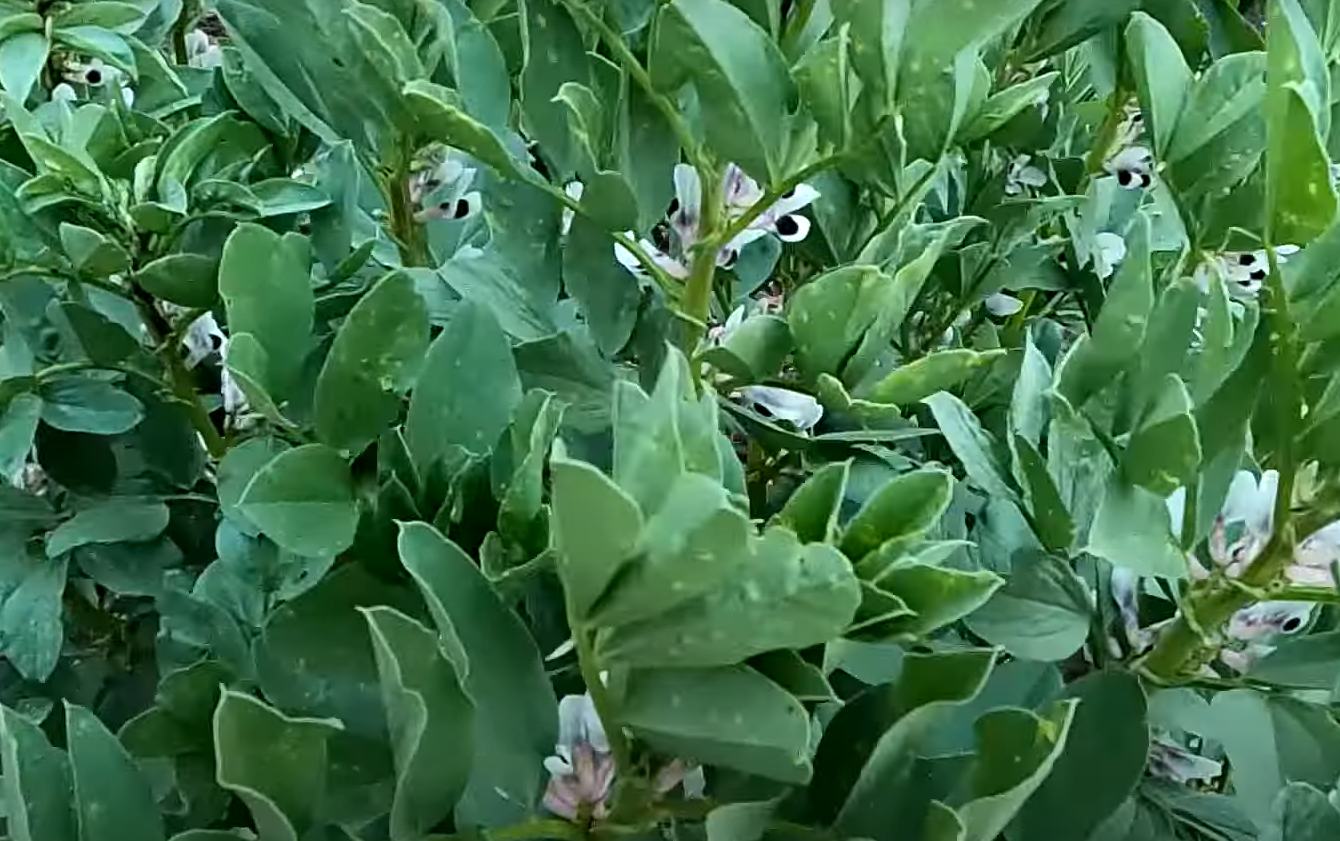 Does Neem Oil Kill Bees in the Garden? GardenProfy